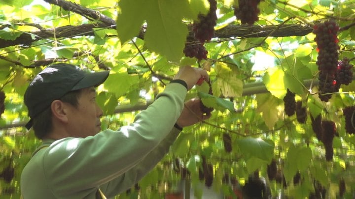 市場価格は2キロで約1万円　ハウスデラウェア初収穫　糖度は20度超　山梨
