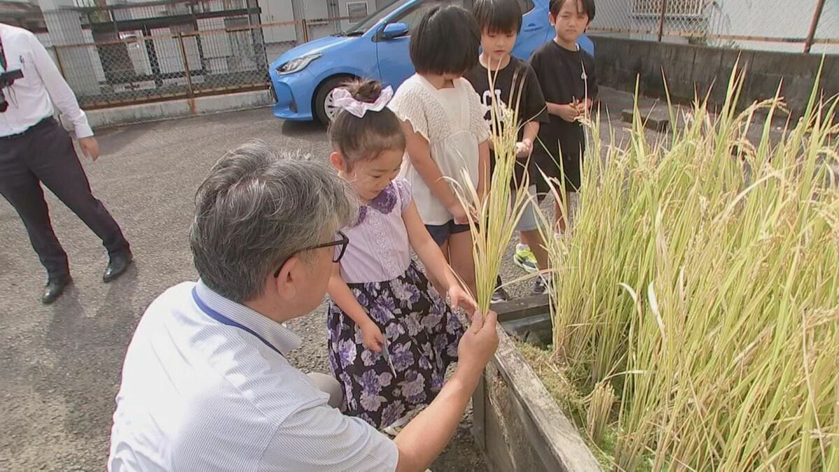 宮崎市の学習塾　授業の一環で稲刈り体験