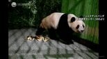 中国返還の双子パンダ 飼育施設に到着 「シャオシャオ」と「レイレイ」 施設周辺には見守る日本人の姿も「無事に着いてホッとしています」|TBS NEWS DIG