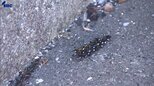岩手県大槌町山林火災は発生5日目 心配そうに見つめる住民|TBS NEWS DIG
