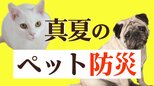 南海トラフ巨大地震が起きたら「ペット」をどう守る?東日本大震災では3000頭以上の犬が犠牲に…【ペット防災】|TBS NEWS DIG