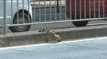 【大ピンチ】カルガモ親子、駅前の県道を渡ろうとして車に轢かれかける　警察出動も…「まじか！」約3時間にわたる救出劇の一部始終　11羽の運命は？　「なんか涙が出そう」　|　BSSニュース | BSS山陰放送