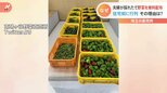 採れたて野菜を無料配布 直売所の夫婦がコロナ感染も「廃棄するよりは食べて欲しい」1時間で完売 埼玉・南鳩ヶ谷野菜直売所|TBS NEWS DIG