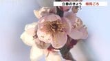 【立春】富山で11℃予想、3月中旬並みの暖かさに…朝の氷点下から一転、梅もほころぶ|TBS NEWS DIG