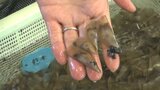 宝の海が死の海に…高級二枚貝「タイラギ」なぜ激減 国と熊本・福岡・長﨑・佐賀が「人工育成」で復活目指す | 熊本のニュース|RKK NEWS|RKK熊本放送