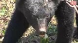 「畑で…住宅の庭でも」【クマ目撃情報】長野・飯綱町で成獣とみられる１頭…体長約1メートル…クマは見つからず、周辺住民に注意呼びかけ　|　SBC NEWS | 長野のニュース | SBC信越放送