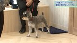 ペットの犬と一緒に利用できる「コワーキングスペース」が完成 盛岡市の官庁街に18日オープン 床や壁にも工夫が|TBS NEWS DIG