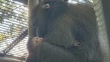 出勤すると…赤ちゃんを抱いた“ニコ”が 「マンドリル」の赤ちゃん誕生 父親は21歳の“マンジュウロウ” 「4年ほどは子育てが大変なので、夫婦で協力して育て上げて」 名古屋・東山動植物園|TBS NEWS DIG