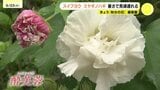 朝と夕方で色が変わる 秋の訪れ告げる"フヨウ"が咲き始める 広島市 縮景園|TBS NEWS DIG