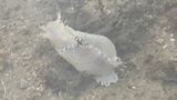 縁起が良い？　白い「アメフラシ」見つかる　|　BSSニュース | BSS山陰放送