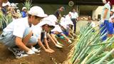 柔らかさと甘みのアップへ「辛すぎず甘すぎず大きく育ってほしい」小学生が伝統野菜「松本一本ねぎ」の植え替え作業　|　SBC NEWS | 長野のニュース | SBC信越放送