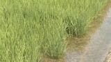 “田んぼダム”で収穫されたコメ 学校給食に…大雨の際にダムの役割“水田貯留”を学ぶ機会に 愛知･安城市|TBS NEWS DIG