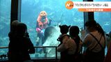 ハロウィーンまで開催 “パンプキンダイバー”が餌やりー静岡・下田海中水族館|TBS NEWS DIG
