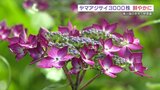 花言葉 は “乙女の愛” 全国から集めた110種類の『山アジサイ』が見ごろ 熊本・南小国町 | 熊本のニュース|RKK NEWS|RKK熊本放送