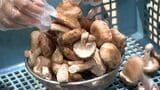 秋分の日は“秋の味覚”に行列! おはぎ約1000個を用意の和菓子店 シイタケ盛り放題は「小さいのを詰める」のがコツ?=静岡 | 静岡のニュース | SBSNEWS | 静岡放送