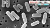 真夏じゃないからまだ大丈夫…ではない「食中毒対策」【くらピタ！】あなたのお弁当や作り置き料理は大丈夫？「細菌性食中毒に注意」必要な対策とは？|TBS NEWS DIG