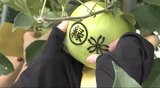 日焼けの濃淡をデザインに…都市協定の豊島区で長野市のリンゴをPR、県立大生が「デザインりんご」のシール貼り|TBS NEWS DIG