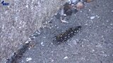 岩手県大槌町山林火災は発生５日目　心配そうに見つめる住民|TBS NEWS DIG