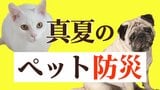 南海トラフ巨大地震が起きたら「ペット」をどう守る?東日本大震災では3000頭以上の犬が犠牲に…【ペット防災】|TBS NEWS DIG
