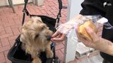 「もう一回、人が集まるように」犬と一緒に買い物楽しんで！人出減の商店街で「犬町プロジェクト」　|　静岡のニュース | SBSNEWS | 静岡放送