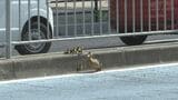 【大ピンチ】カルガモ親子、駅前の県道を渡ろうとして車に轢かれかける 警察出動も…「まじか!」約3時間にわたる救出劇の一部始終 11羽の運命は? 「なんか涙が出そう」|TBS NEWS DIG