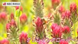 まるでイチゴのような赤い花 諫早湾中央干拓地のクリムソンクローバー見ごろ | 長崎のニュース | 天気 | NBC長崎放送