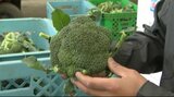 30年で出荷量2倍のブロッコリー、2026年に国の「指定野菜」に…キャベツ、きゅうり、大根、トマトなどに次いで半世紀ぶりの新規追加、価格下落の際の補助金増に生産者から期待の声 | SBC NEWS | 長野のニュース | SBC信越放送