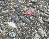 珍しいピンクのバッタが今度は飯田市でしかも2匹　8月10日の上田市に続いての目撃と撮影　遺伝子の突然変異による色素異常|TBS NEWS DIG