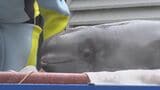 2頭のシロイルカの子が“陸路”でお引越し　体に合わせて設えた担架に乗って、高所作業車に吊り上げて…仲間の待つ本館プールへ　|　BSSニュース | BSS山陰放送