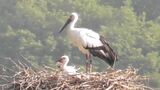 コウノトリのヒナ2羽に個体を識別するための足環取り付け まんのう町で4月に誕生「元気に育つよう静かに見守って」【香川】 |TBS NEWS DIG