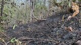 【現場動画】山の斜面を炎が...大江町の山で火災　これまでに約3ヘクタール焼けたか（山形・大江町）|TBS NEWS DIG