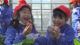 「めっちゃうまい」「5コ食べた」 小学生がイチゴ狩り体験 高校生が授業で栽培 山梨・農林高校|TBS NEWS DIG