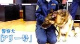 「ワンちゃんが面白かった」園児が警察官の仕事体験も…一番注目集めたのは警察犬「アリー」　警察官に甘える様子あるも…自慢の『鼻』の能力はぴかいち！|TBS NEWS DIG