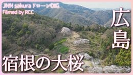 宿根の大桜 広島県・竹原市【JNN sakuraドローンDIG 2023】|TBS NEWS DIG
