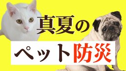 南海トラフ巨大地震が起きたら「ペット」をどう守る？東日本大震災では3000頭以上の犬が犠牲に…【ペット防災】|TBS NEWS DIG