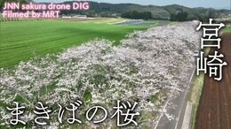まきばの桜 宮崎県小林市【JNN sakuraドローンDIG】|TBS NEWS DIG
