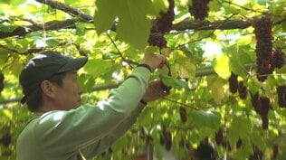 市場価格は2キロで約1万円　ハウスデラウェア初収穫　糖度は20度超　山梨　|　山梨のニュース | ＵＴＹテレビ山梨