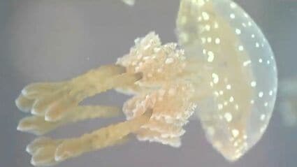 まさかの商品！「タコクラゲ」を自販機で販売 高級石材「庵治石」を