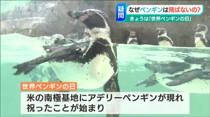 ペンギンはなぜ空を飛ばないの？」“世界ペンギンの日” 新潟市の水族館