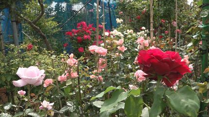 バラ園の風景 海辺に咲いた真っ赤なバラ 訪れた被災者も笑顔に 400株の民家のバラ園