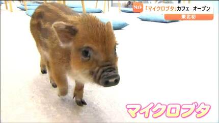 膝の上にのせて」とブタさんたちが言っている？東北初オープンの