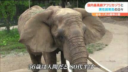 国内最高齢”奇跡のゾウ”と60歳飼育員が乗り越えた最大の危機とは？40年