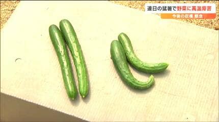 頭がでかくてお尻が小さい」猛暑で“キュウリ変形”高温障害で野菜に異変