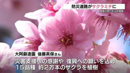 1.5kmの “サクラミチ” 防災道路沿いに400本の「しだれ桜」が満開 感謝