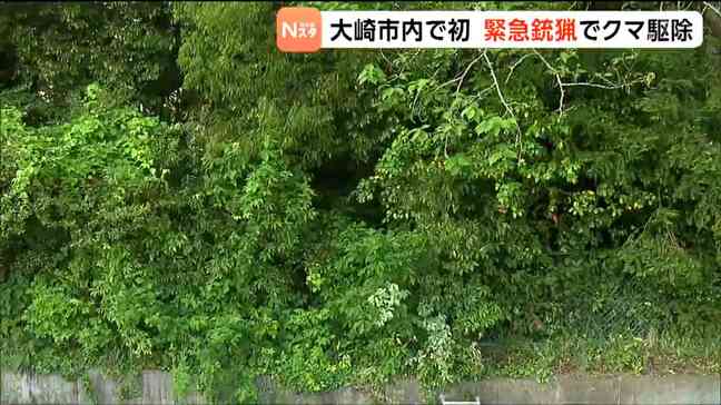 宮城・大崎市で民家の雑木林に現れたクマ緊急銃猟|TBS NEWS DIG