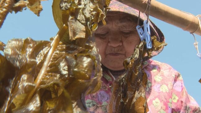 漁村の風景を復活させたい…ワカメの天日干し　山口・阿武|TBS NEWS DIG