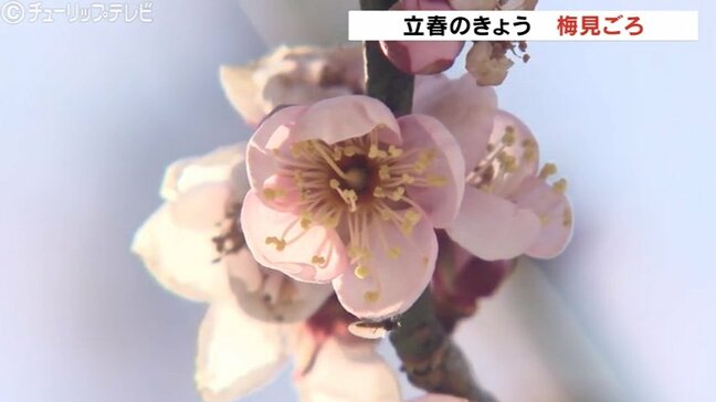 【立春】富山で11℃予想、3月中旬並みの暖かさに…朝の氷点下から一転、梅もほころぶ|TBS NEWS DIG