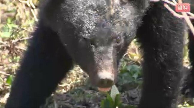 「畑で…住宅の庭でも」【クマ目撃情報】長野・飯綱町で成獣とみられる１頭…体長約1メートル…クマは見つからず、周辺住民に注意呼びかけ|TBS NEWS DIG