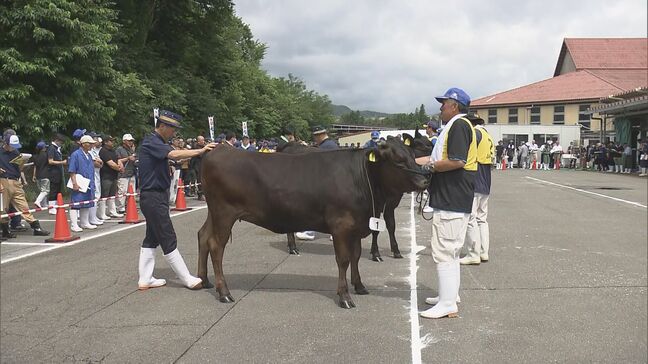 肉用牛の体格や肉質競う品評会　磐城農業高出品の牛が首席　福島|TBS NEWS DIG
