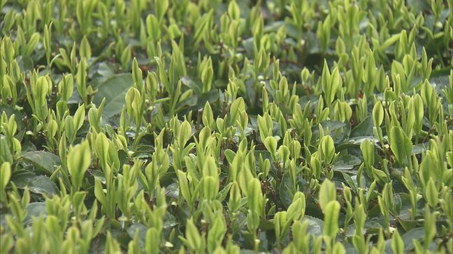 香り高く2度目以降の抽出でもおいしい｢伊勢茶｣ 新茶シーズン前に“新茶祈願祭” 少雨でも良い出来に 三重･度会町|TBS NEWS DIG